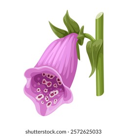 Illustration of Digitalis purpurea flower, known as foxglove or common foxglove, isolated on white background.