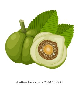 Illustration of Dillenia indica, commonly known as elephant apple, isolated on white background.