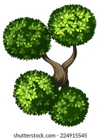 Illustration of Diospyros rhodocalyx