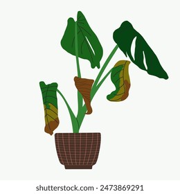 Illustration with a diseased Monstera house plant. Dried leaves with brown spots. Flat vector illustration on white background