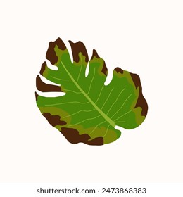 
Illustration with a diseased Monstera houseplant. Dried leaf with brown spots. Flat vector illustration on white background