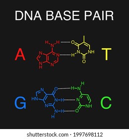 Illustration Of DNA Base Pair With Hydrogen Bonds.