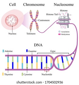 Illustration of DNA line and show cell, chromosome, nucleosome, histone, and gene structural