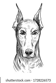 Illustration of doberman. Vector sketch 