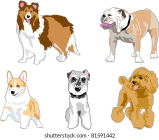 Illustration of the dog