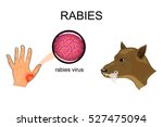 illustration of a dog bite, sick animal, the rabies virus

