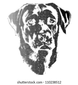 Illustration of dog, labrador retriever