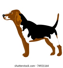 Illustration of the dog on white background
