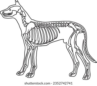 ilustración de un esqueleto de perro, anatomía de hueso de perro con estilo de dibujos animados