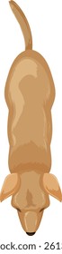 Illustration of a dog from a top-down perspective