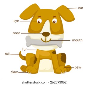 illustration of dog vocabulary part of body vector