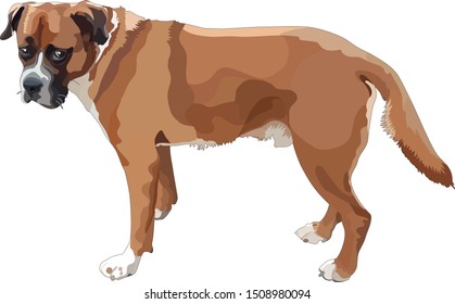 Illustration of dog-boxer. Vector, EPS10