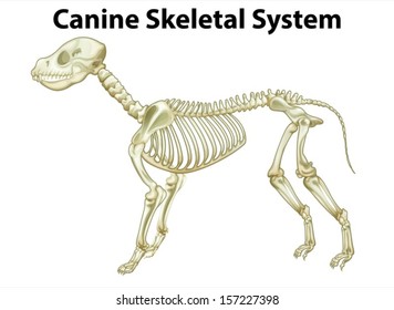 Illustration of a dog's skeletal system on a white background