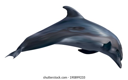 illustration with dolphin isolated on white background