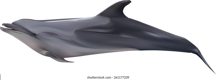 illustration with dolphin isolated on white background