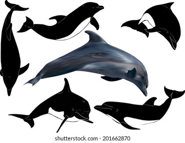 illustration with dolphins collection isolated on white background