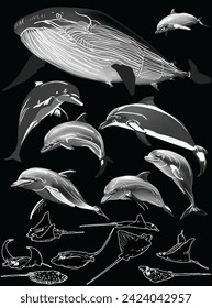 illustration with dolphins and scates collection on black background