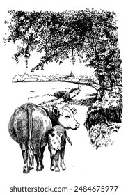 Illustration of domestic animals. Cow with calf. Line sketch converted to vector drawing.

