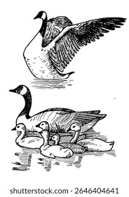 Illustration of domestic birds. Geese. Line sketch converted into vector drawing.