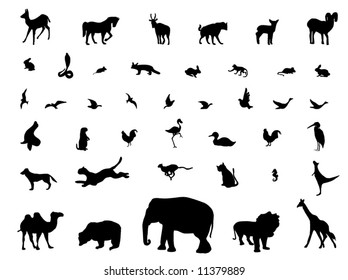 Illustration of domestic and wild animals