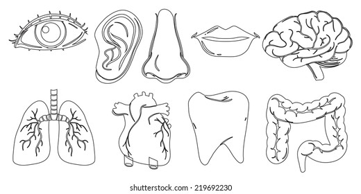 Illustration of the doodle design of the different internal and external body parts on a white background  