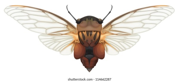 Illustration of a Double Drummer cicada (Thopha saccata)