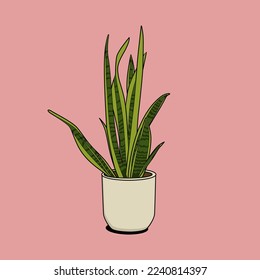 Illustration of a Dracaena trifasciata plant in a high-detail cement pot against perfect for a home decoration concept