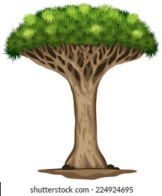 Illustration of a dragon blood tree on a white background 