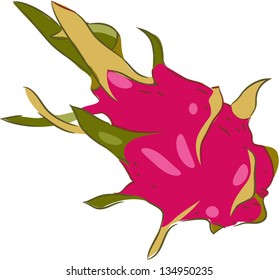 illustration Dragon Fruit Fruit vector file on White background