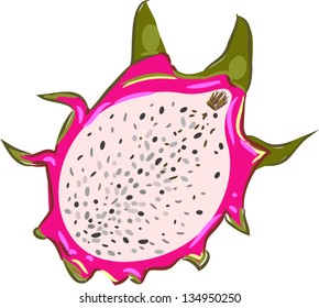 illustration Dragon Fruit Fruit vector file on White background