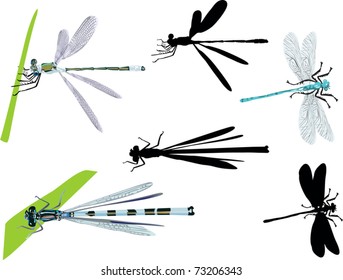 illustration with dragonflies isolated on white