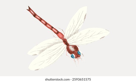 Illustration of a dragonfly with detailed wings and vibrant colors. The dragonfly's wings are intricately drawn, showcasing its delicate structure and vibrant hues. Vintage animal illustration vector.