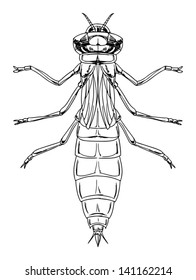 Illustration of a dragonfly nymph