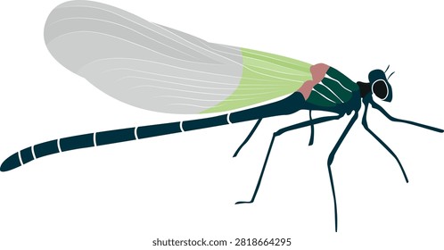 Illustration of a Dragonfly in profile, isolated vector