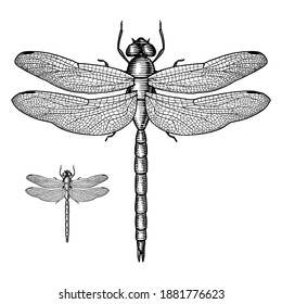 Illustration of a Dragonfly in a vintage style