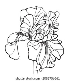Illustration drawing coloring book iris flower on white background.