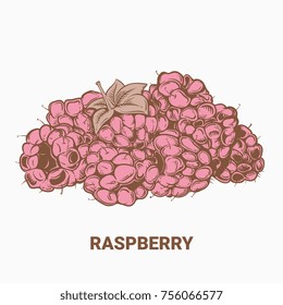 Illustration of drawing raspberry. Hand draw illustration for design. Vector engraving drawing antique illustration of raspberry with leafs.