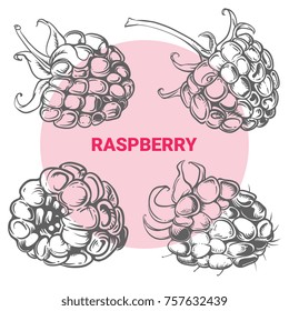 Illustration of drawing raspberry. Hand draw illustration for design. Vector engraving drawing antique illustration of raspberry with leafs.