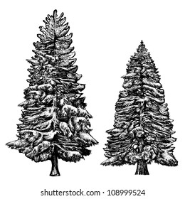  The illustration - drawn with ink and pen spruces as an imitation of an engraving and an element of flora
