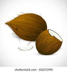 illustration of dry coconut on white background