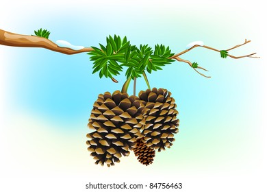 illustration of dry pine fruit in tree branch