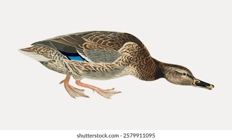 Illustration of a duck with detailed feathers, brown and blue tones. The duck is depicted in a side view, showcasing its intricate feather patterns. Vintage bird illustration vector.