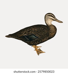 Illustration of a duck with detailed feathers, showcasing a side profile. The duck's intricate feather pattern and natural colors are highlighted in this artwork. Vintage bird illustration vector.