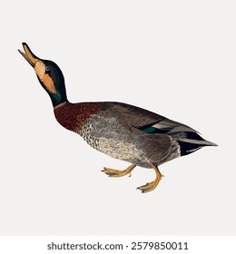 Illustration of a duck with a green head, brown chest, and gray body. The duck is standing with its beak open. Detailed duck feathers and colors. Vintage bird illustration vector.