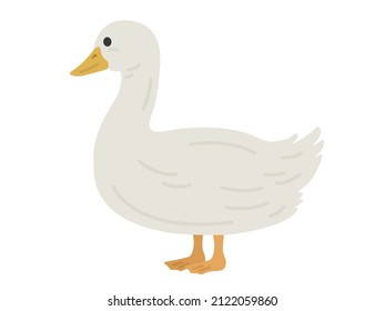Illustration of a duck seen from the side.