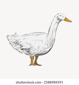 Illustration of a duck with a white body and orange beak and feet. The duck is standing, showcasing its detailed feathers and elegant posture. Vintage animal illustration vector.