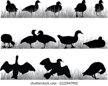 illustration with ducks in grass isolated on white background