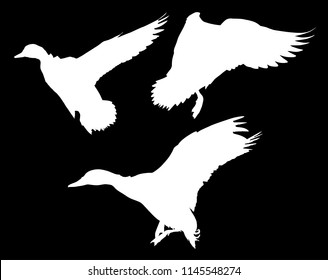 illustration with ducks isolated on black background