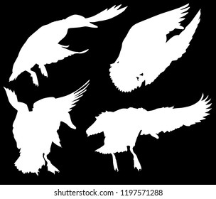 illustration with ducks isolated on black background