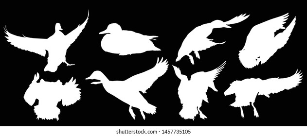 illustration with ducks isolated on black background